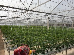 TASAGEOBY-Group-visited-Smart-Greenhouses-in-Pengelengan2