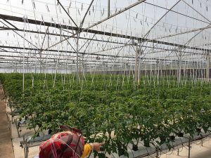 TASAGEOBY-Group-visited-Smart-Greenhouses-in-Pengelengan2