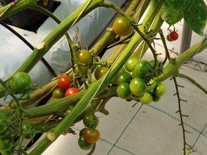 TASAGEOBY-Group-visited-Smart-Greenhouses-in-Pengelengan3